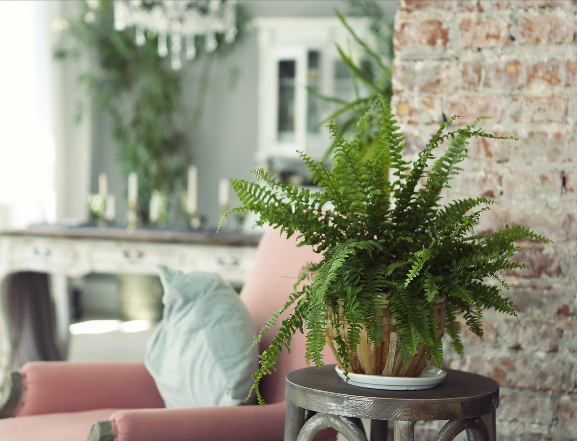 Embellish Your Home Furnishings with These Beneficial House Plants