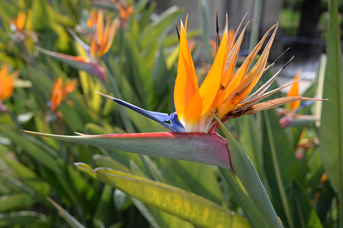 Bird of paradise flower