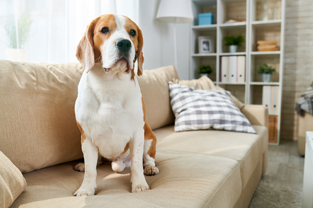 dog on sofa in naples florida