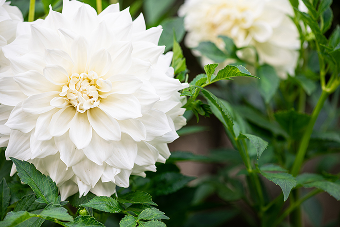 White Dahlia Flowers